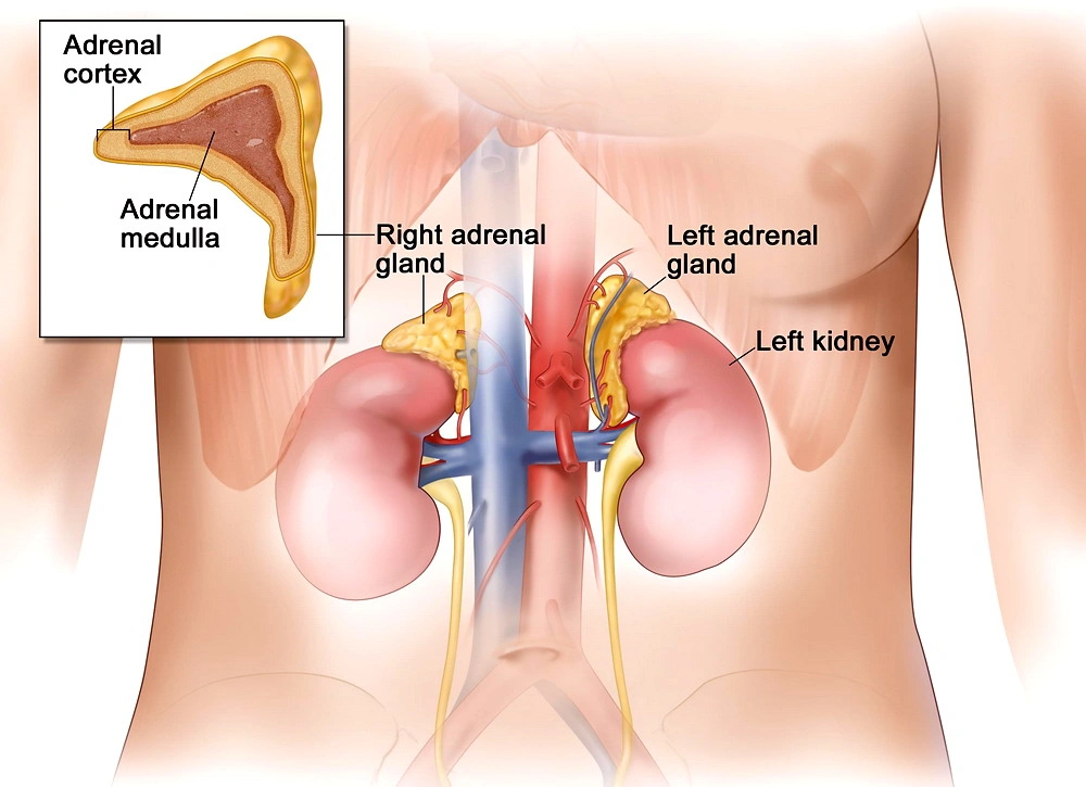 Diagnosi del Tumore del Surrene Tumore del surrene, diagnosi e sintomi principali