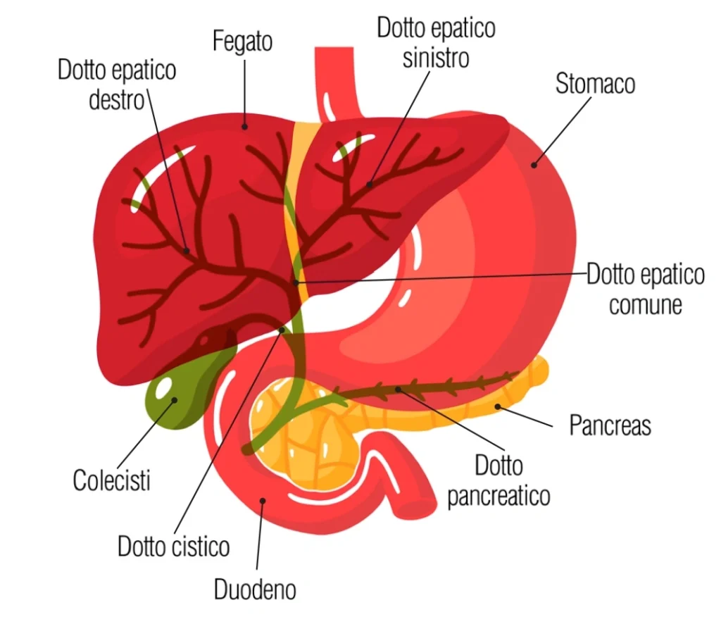 Immagine anatomica dell’addome per diagnosi dei tumori delle vie biliari. Tumori delle vie biliari – Anatomia dell’addome
