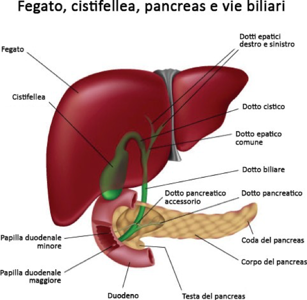 Tecniche diagnostiche per tumori epatici con tomografia