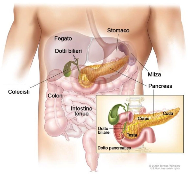 Ecografia addominale per la diagnosi del cancro al pancreas